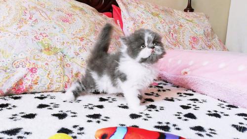 vendo  lindos gatitos persas doll face  machi - Imagen 1