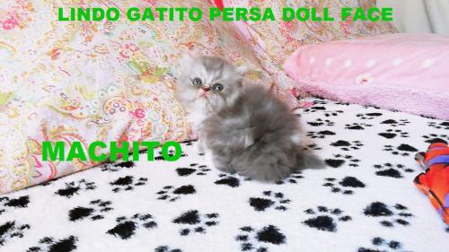 vendo  lindos gatitos persas doll face  machi - Imagen 2