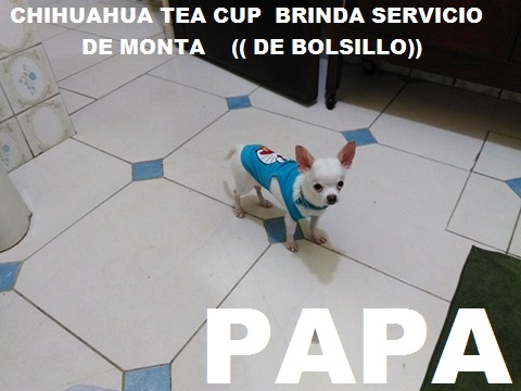 Vendo Linda Chihuahua tea cup Cabeza de man - Imagen 3