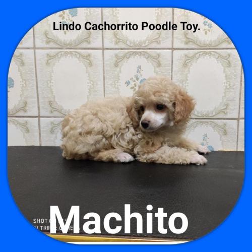 Vendo lindos cachorritos poodles toys   machi - Imagen 2
