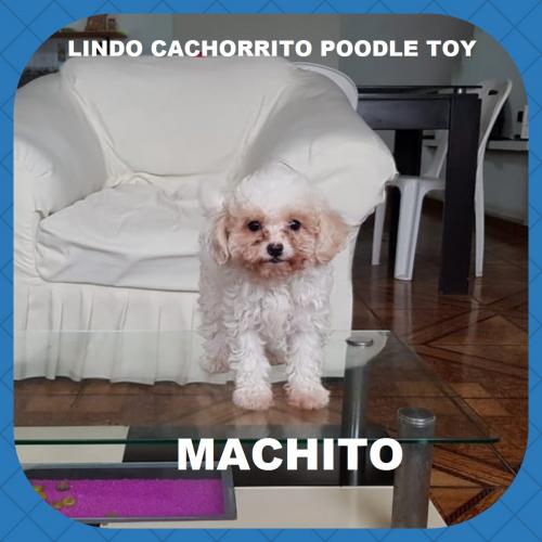 Vendo lindos cachorritos poodles toys   machi - Imagen 3