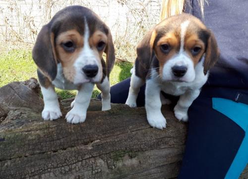 Cachorros Beagle machos y hembras para adopci - Imagen 1