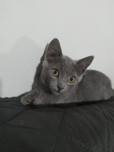 linda gatita azul ruso de 4 meses come galle - Imagen 2