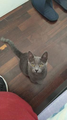 linda gatita azul ruso de 4 meses come galle - Imagen 3
