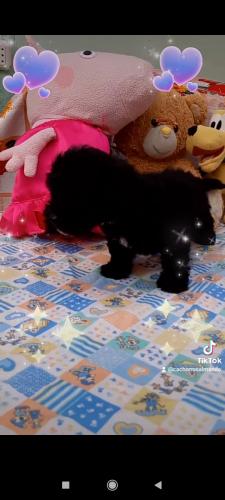 Poodle negro Azabache madre color chocolate   - Imagen 2