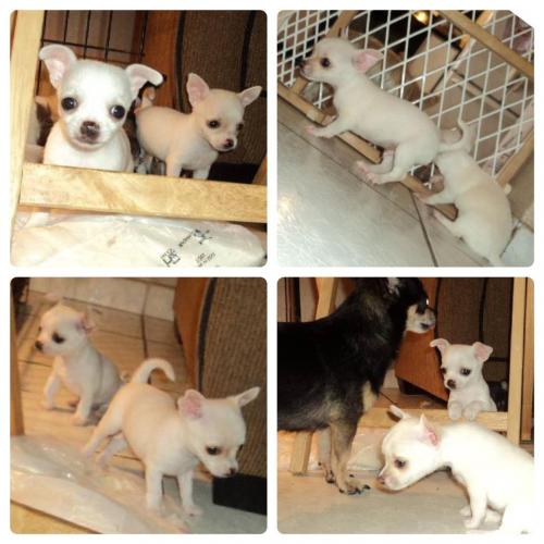 Hermosos cachorros Chihuahua mini toy hembra  - Imagen 1