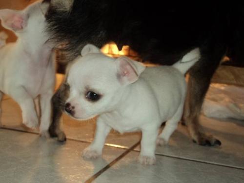 Hermosos cachorros Chihuahua mini toy hembra  - Imagen 3