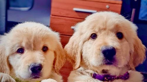 Golden retriever cachorritas de 2 meses des - Imagen 3
