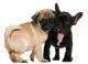 regalo-cachorros-bulldog-frances-para-adopcion