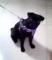 cachorrita-Pug-black-hembra-1000-soles-M�-s-informacion