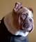 Bulldog-ingles-machito-exotico-5-meses-de-ojos-verdes-1000