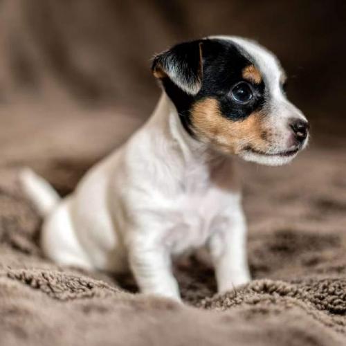 Auténticos Cachorritos Jack Russell Terrier  - Imagen 1
