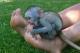 Mono-capuchino-macho-de-cara-blanca-Bebe-desea