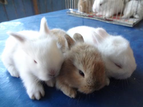 Conejos enanos bebes en venta aprovecha la o - Imagen 3