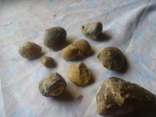 vendo fosiles marinos moluscos conchas y ca - Imagen 3