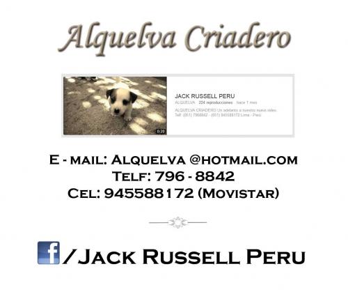 Hermosos cachorritos jack Russell terrier (ra - Imagen 1