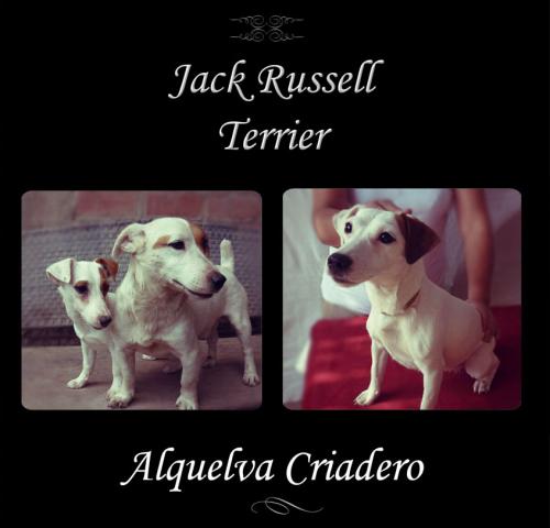 Hermosos cachorritos jack Russell terrier (ra - Imagen 2