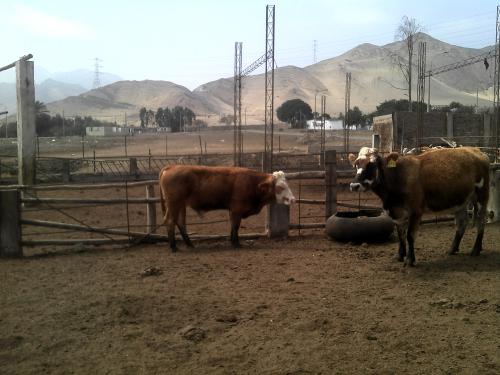 Terneros toretes toros vacas y novillos ra - Imagen 3