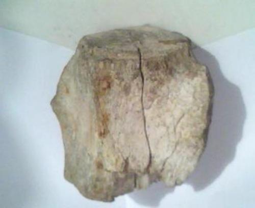 Vendo una vértebra fosilizada de ms de 02  - Imagen 3